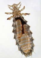 ectoparasito