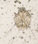 ectoparasitos