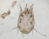 ectoparasitos