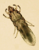 ectoparasitos