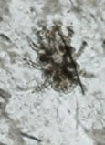 ectoparasitos