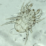 ectoparasitos