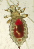 ectoparasitos