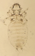 ectoparasito