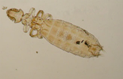 ectoparasitos