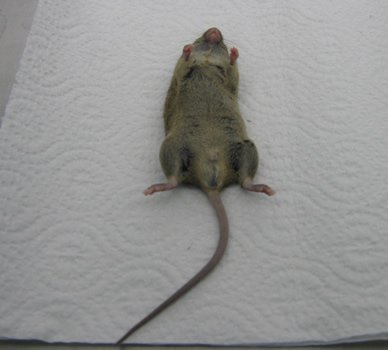 ratón de cubito dorsal