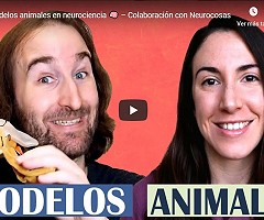 YouTube: Modelos animales en neurociencia