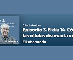 Podcast: El día 14. Cómo las células diseñan la vida