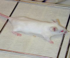 Albinismo en animales de laboratorio