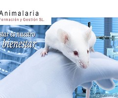 Animalaria: Ganador de la beca para participar de los cursos online en español de experimentación animal para todas las especies animales (2019)
