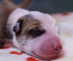 Anthony, el primer perro argentino clonado