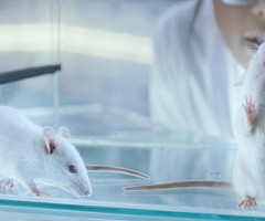 El frío limita de forma drástica el crecimiento de tumores en ratones