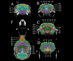 Ratlas: un nuevo atlas de cerebro de roedores que revolucionará la neurociencia