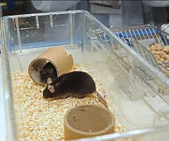 Una técnica en ratones multiplica por cien la potencia de unas células contra el cáncer