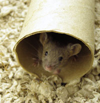 Enriquecimiento del microambiente del ratón: Rollos de cartón