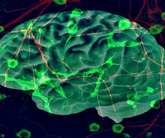 Descubren una posible causa del autismo: demasiadas conexiones neuronales