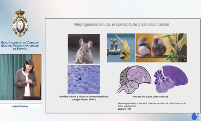 ¿Es posible reparar el cerebro? - SEBBM & RAC (Presentación Científica YouTube)