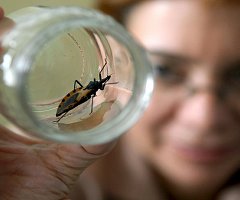 Un gen ayuda al sistema inmune a defenderse del mal de Chagas