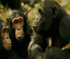 Cientistas traduzem gestos usados por chimpanzés africanos para se comunicar