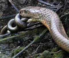 El genoma de la cobra real da las claves de su veneno