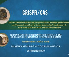 Sistema CRISPR/Cas para la generación de modelos animales knock-out y knock-in disponible en la Unidad de Animales Transgénicos y de Experimentación (UATE) del Institut Pasteur de Montevideo.