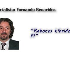 Ratones híbridos F1