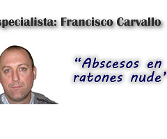 Abscesos en ratones nude