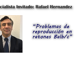 Dr. Rafael Hernández: Problemas de reproducción en ratones Balb/c