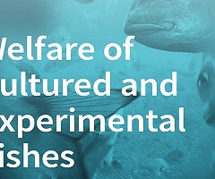 Publican libro sobre bienestar de los peces de cultivo y experimentación