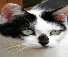 Revelan las mutaciones genéticas que hicieron dócil al gato doméstico