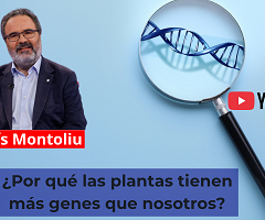 ¿Por qué las plantas tienen más genes que nosotros? La charla de Lluís Montoliu que invita a repensar la biología (Presentación YouTube)
