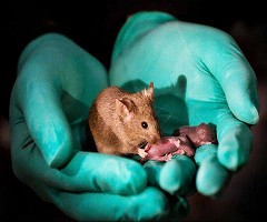 Un laboratorio chino logra que nazcan ratones sanos de dos madres, sin ningún padre