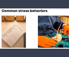 NC3Rs Webinar: Manejo y entrenamiento de ratones y ratas para procedimientos de bajo estrés