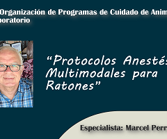 Protocolos Anestésicos Multimodales para Ratones