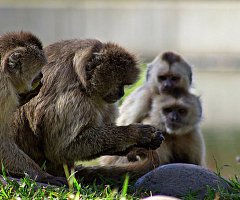 Monos de Brasil utilizan herramientas de piedra desde hace 700 años