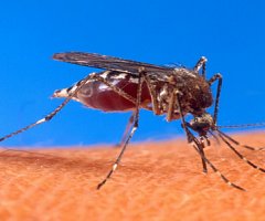 Chikungunya, la extraña historia del virus que cruzó dos océanos