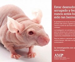 ¿Qué hemos descubierto utilizando animales de laboratorio?