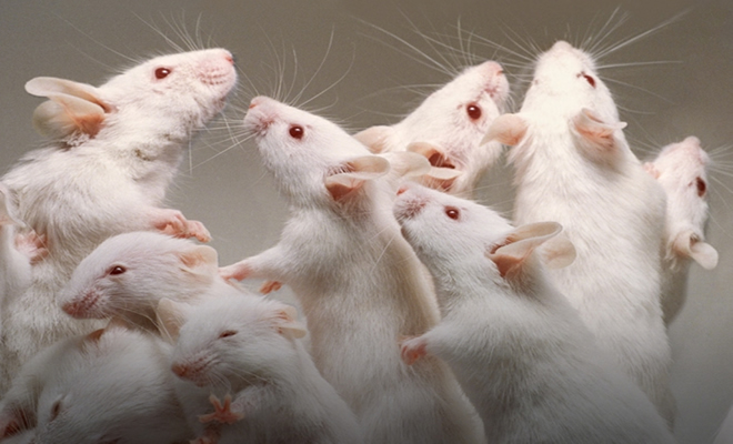 Un Punto crítico en los Bioterios: NUTRICIÓN ANIMAL Un Punto crítico en los Bioterios: NUTRICIÓN ANIMAL
