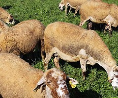 Ovejas mutantes contra una enfermedad cerebral infantil