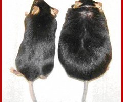 El rol del ratón en la investigación científica: un ejemplo con dos síndromes genéticos