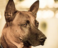 Perros detectores de bombas… y de cáncer de próstata