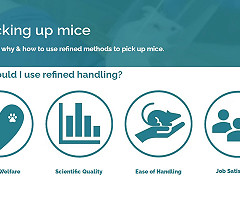 Picking up mice: Learn why & how to use refined methods to pick up mice.