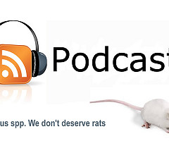 PODCAST - Rattus spp. We don't deserve rats