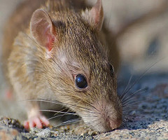 Así es como el cerebro ayuda a los animales pequeños a escapar rápidamente de sus depredadores
