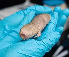 La rata topo desnuda: Conozca al vertebrado más destacado del año 2013