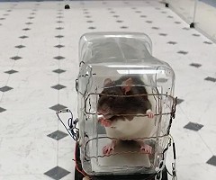 A las ratas les resulta relajante conducir pequeños coches eléctricos