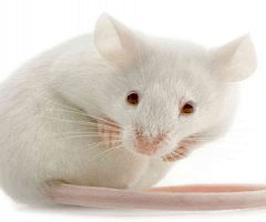 Un gel microbicida anti-VIH, probado con éxito en ratones