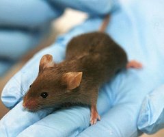 ¿Por qué el ratón es la especie más utilizada en la investigación?