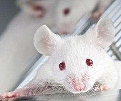 El ADN de ratones y humanos difiere en más aspectos de los que se pensaba