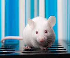 Experimento con ratones relaciona alcohol en embriones con consumo de cocaína